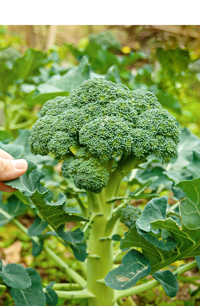 野菜は味で、チューリップは心で 育てています。