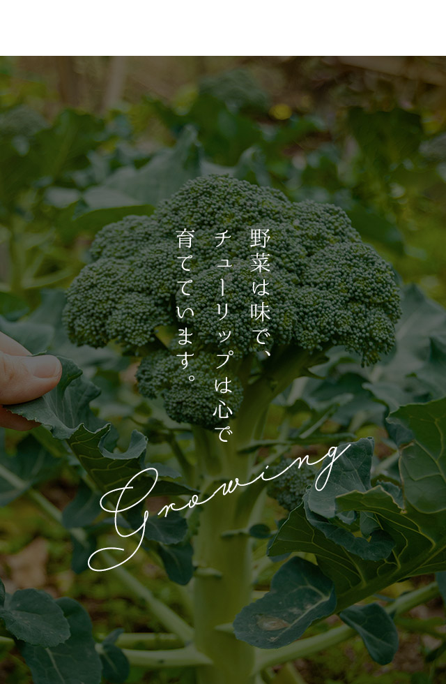 野菜は味で、チューリップは心で 育てています。
